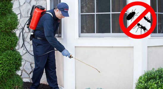 Ferizli Pire İlaçlama böcek ilaçlama ve haşere kontrolü — ilaclama-tr.com